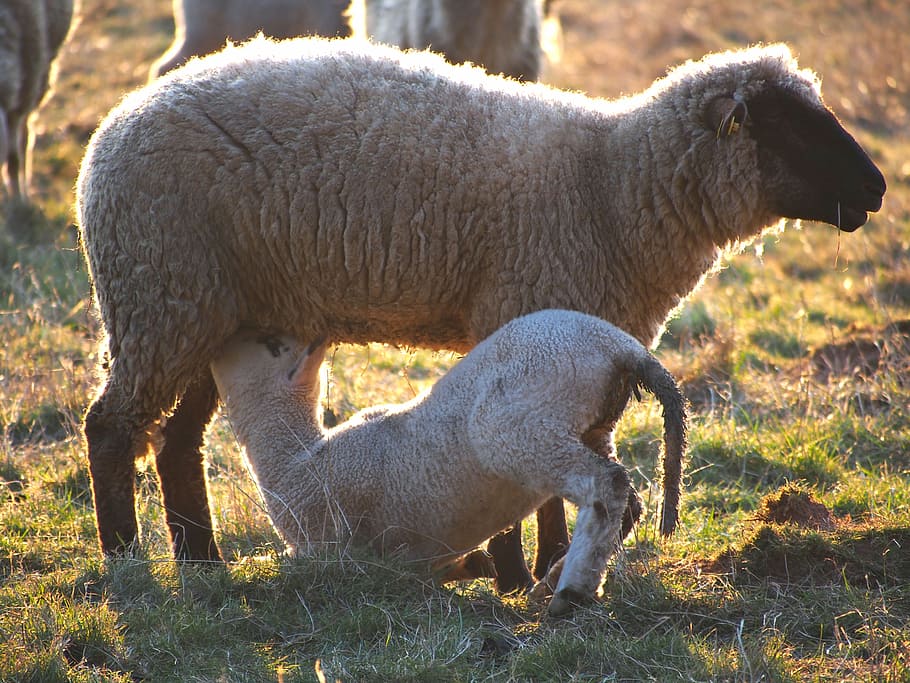 sheep, lamb, meadow, birth, wool, easter, animal, schäfchen HD wallpaper