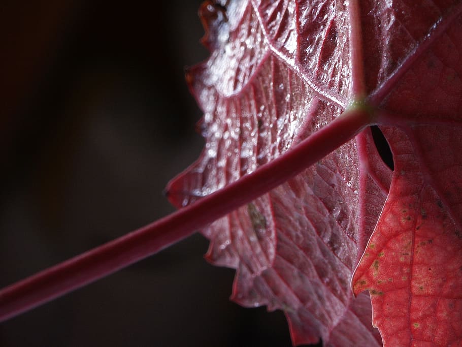 vine, red, autumn, close-up, focus on foreground, plant, leaf HD wallpaper