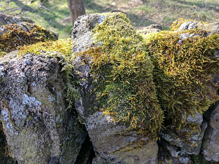 moss, greenery, drystone wall, walls, stones, outdoors, uk HD wallpaper