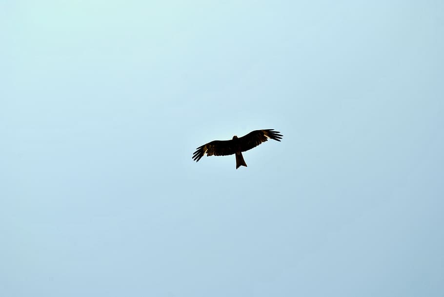 eagle, flying, dom, bird, bird of prey, raptor, animal themes HD wallpaper