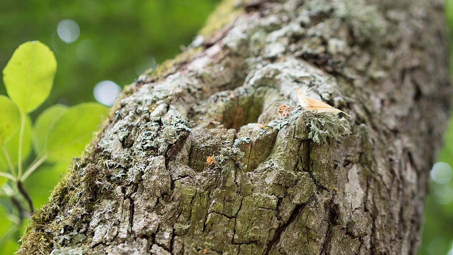 tree, nature, branch, tree trunk, plant, focus on foreground HD wallpaper