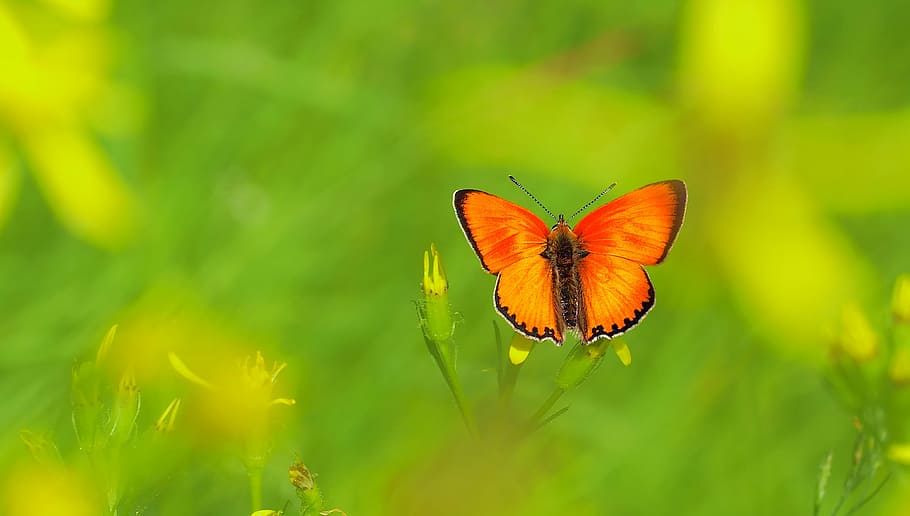 orange butterfly perching on yellow and green plant at daytime HD wallpaper