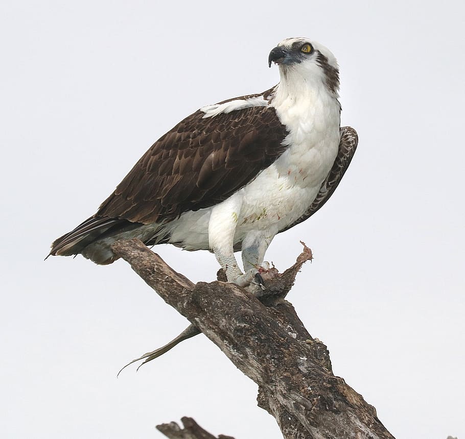 white and black bird photography, osprey, perched, raptor, nature HD wallpaper