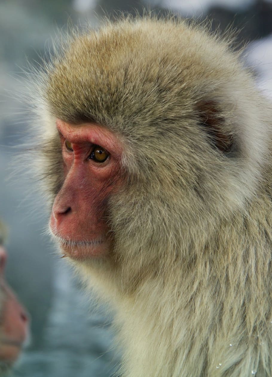 monkey, japanese macaque, snow monkey, close up, face, portrait, HD wallpaper