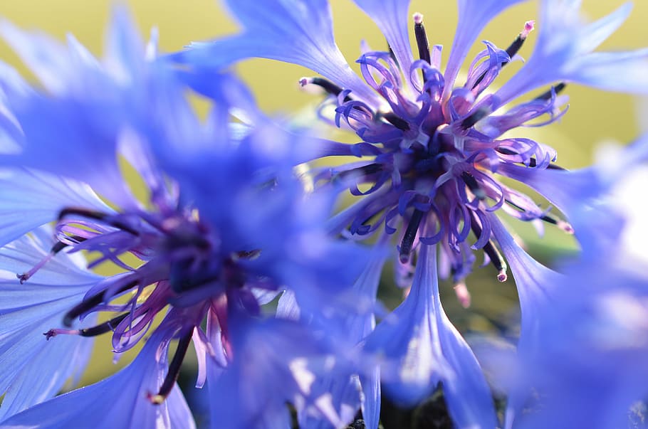 purple flowers in bloom, cornflowers, blue, blossom, meadow HD wallpaper