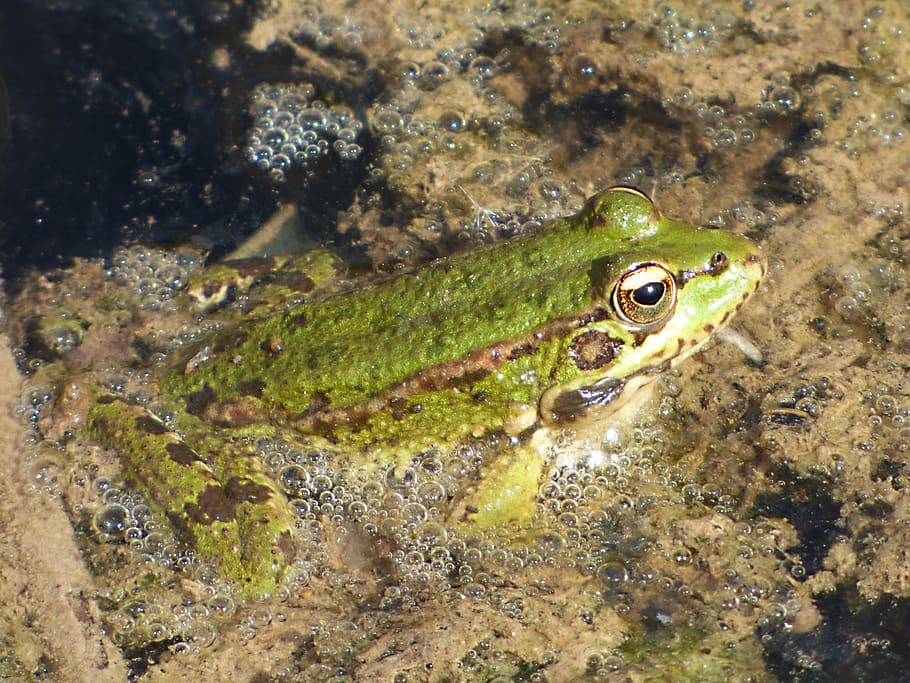frog, river, algae, batrachian, green frog, one animal, animals in the wild HD wallpaper