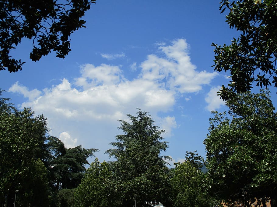 sky, clouds, blue, tree, plant, growth, cloud - sky, low angle view HD wallpaper