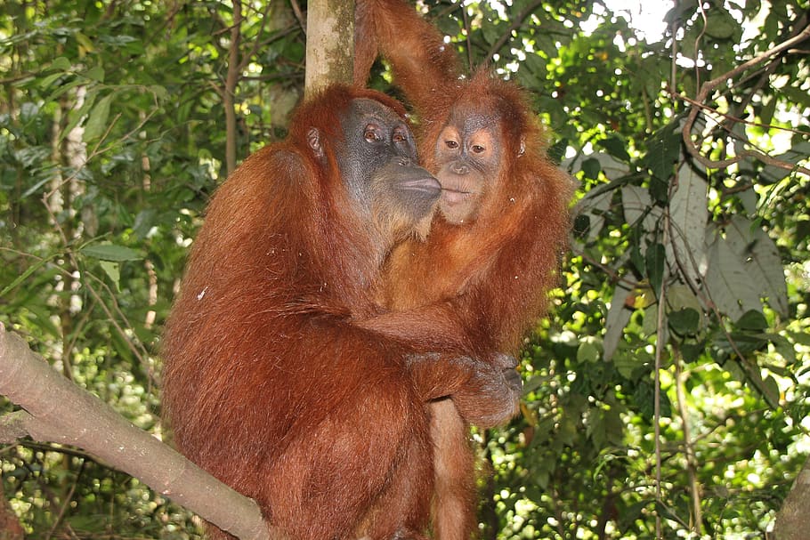 monkey, asia, jungle, nature, primate, thailand, tree, animal HD wallpaper