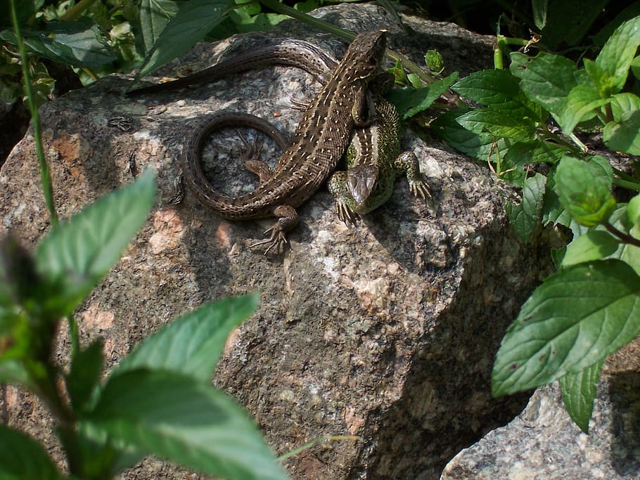 zauneindechsen, lizard, reptile, animals, nature, couple, animals in the wild HD wallpaper