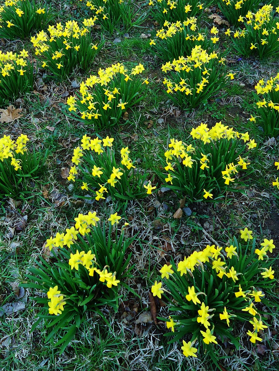 daffodil, daffodils, yellow, flower, flowers, nature, spring HD wallpaper