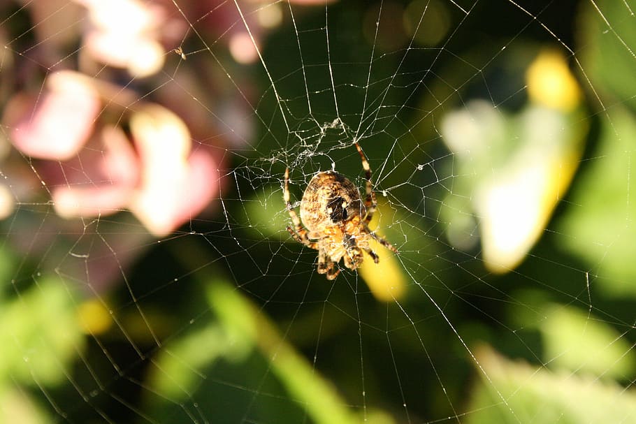 spin, garden spider, hydrangea, spider web, fragility, arachnid HD wallpaper