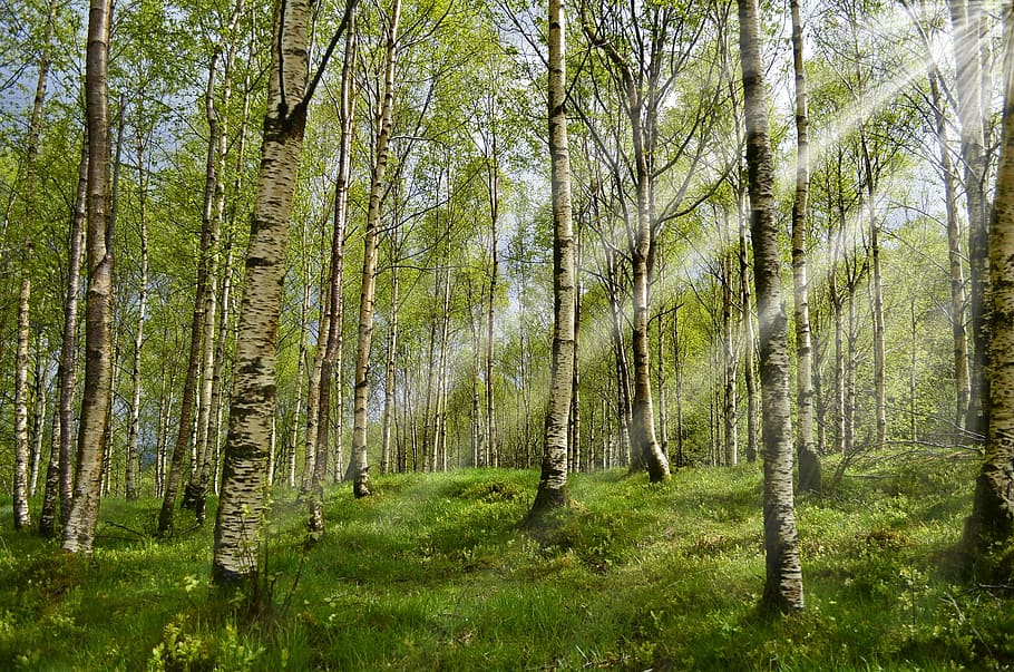 strands of trees, forest, birch, spring, sunbeam, allergy, allergy- HD wallpaper