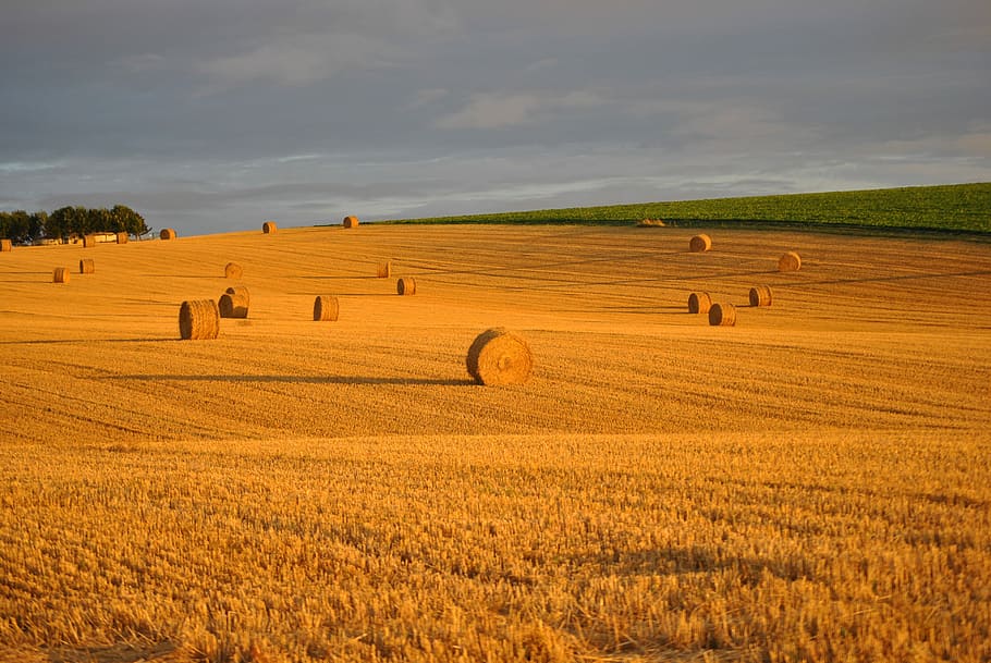 Wheat, Field, Straw, Roller, Harvest, agriculture, cultures HD wallpaper