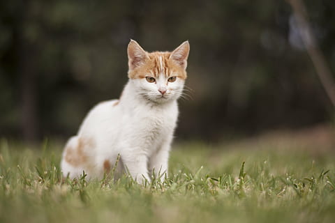 HD wallpaper: selective focus photograph of orange tabby cat, white, animal  portrait | Wallpaper Flare