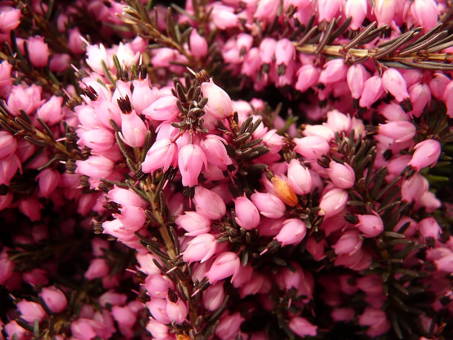 heather, erika, flower, bloom, plant, garden, pink, purple HD wallpaper