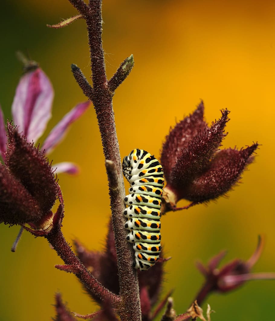 monarch caterpillar perched on maroon stem, butterfly, dovetail HD wallpaper