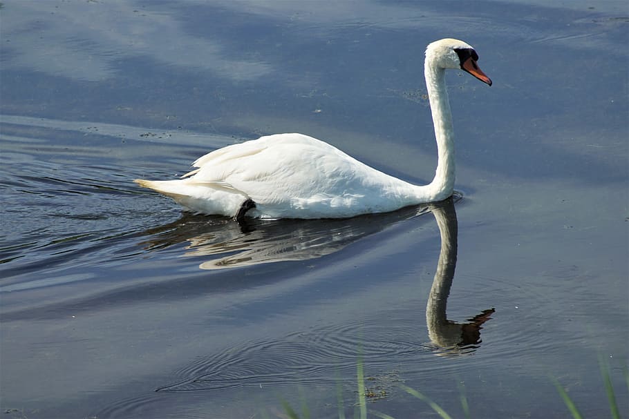 sony a-68, nature, experiment, animal themes, animals in the wild HD wallpaper