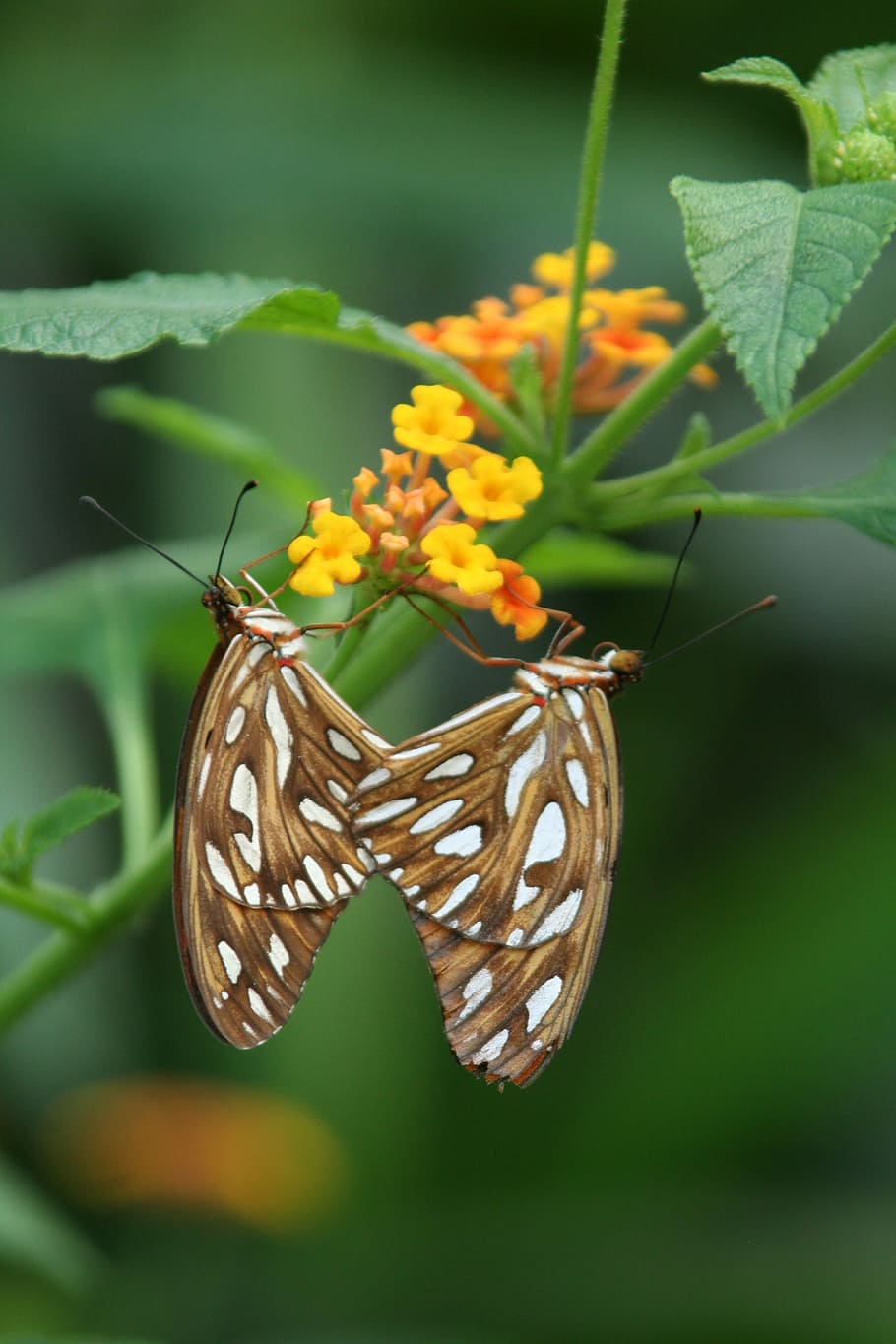 Butterfly, Insect, Leaf, flower, close-up, butterfly - insect HD wallpaper