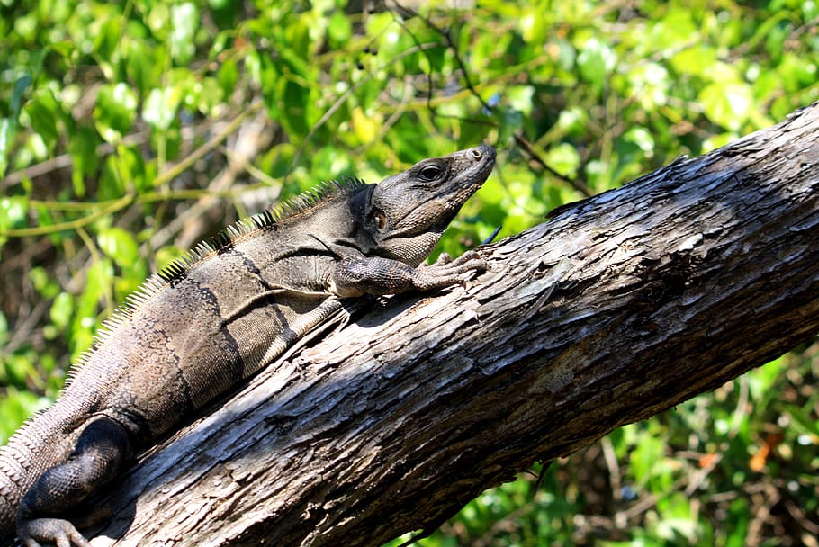 iguana, holbox island, quintana roo, mexico, trunk, animal wildlife