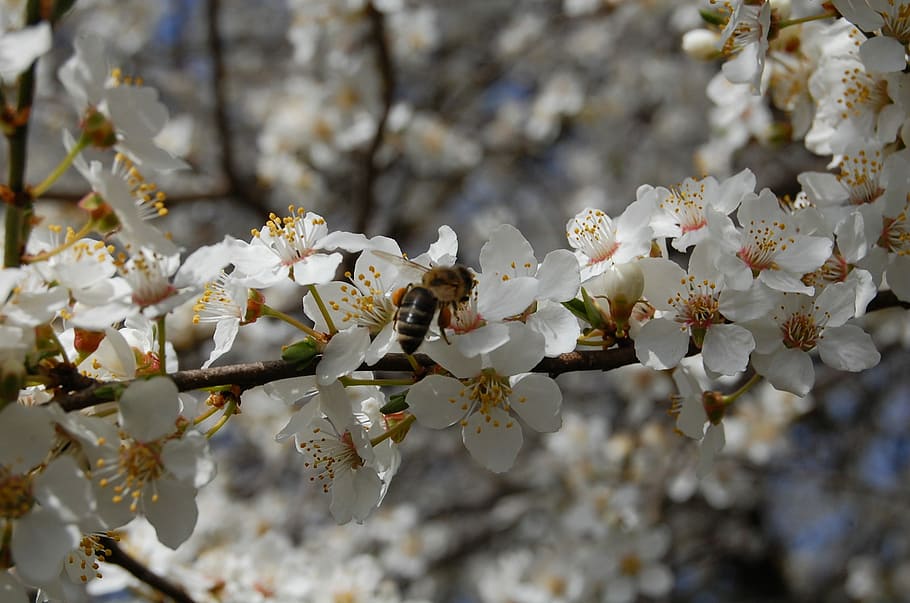 Fruit Tree, Tree, Spring, Spring, Flowers, white flowers, blossom HD wallpaper