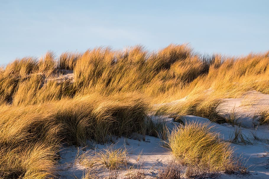 Dune, Grass, Sand, Beach, dune grass, coast, north sea, landscape HD wallpaper