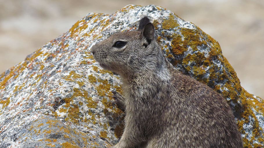 Cute, Squirrel, Animal, looking, wildlife, zoology, mammal HD wallpaper