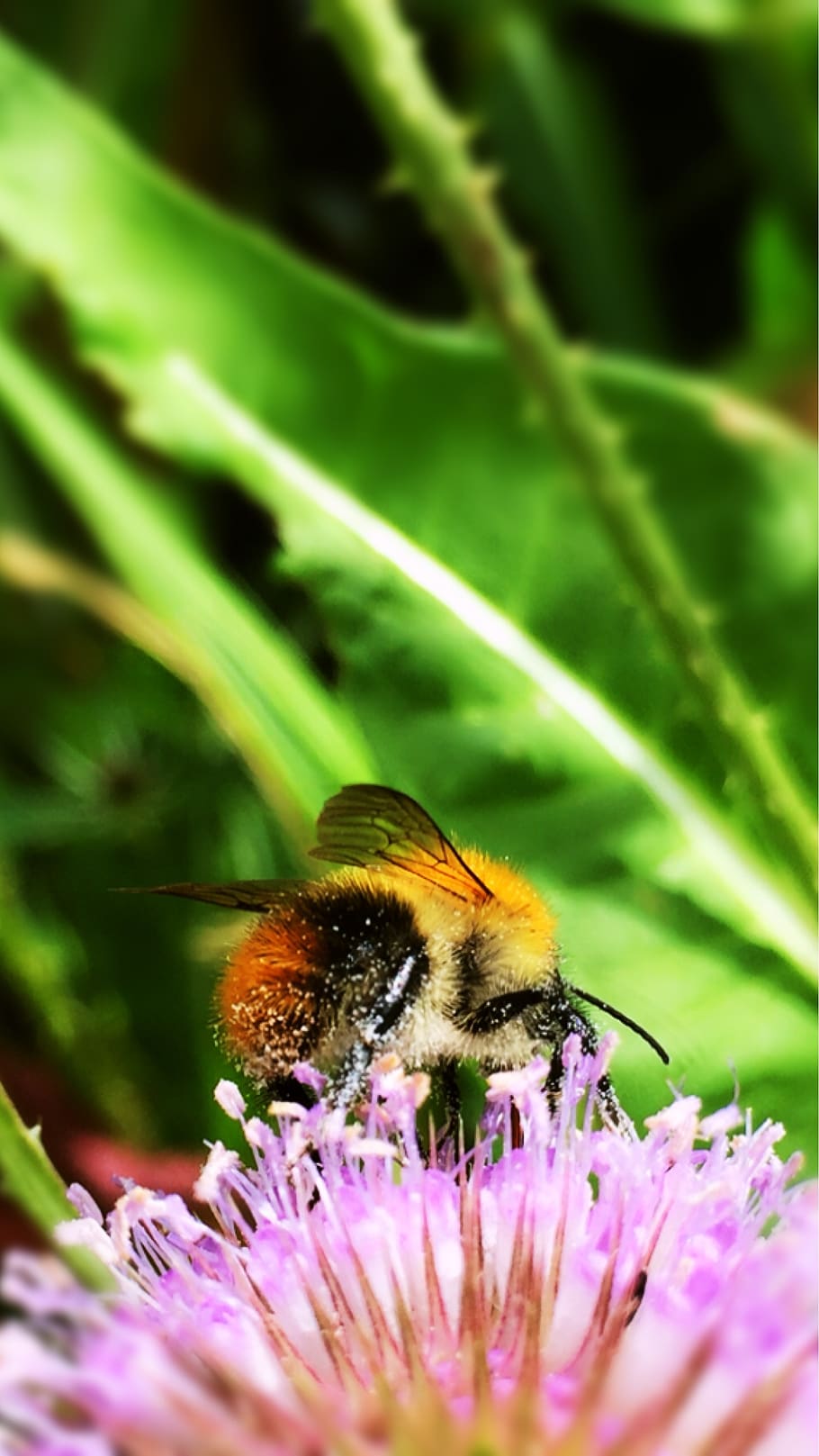 bees, insect, pollination, summer, nature, invertebrate, animal themes HD wallpaper