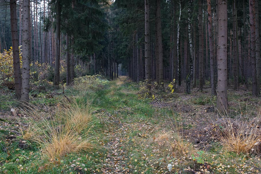 forest, forest path, nature, thuringia germany, away, trees HD wallpaper
