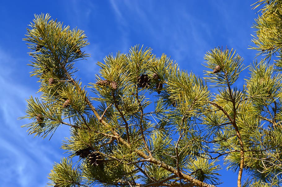 Pine, Fir, Tree, Needles, Nature, green, coniferous, environment HD wallpaper