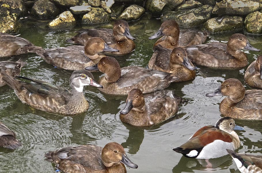 Ducks, Duck Pond, Thread, Mess, water bird, artificial duck pond HD wallpaper