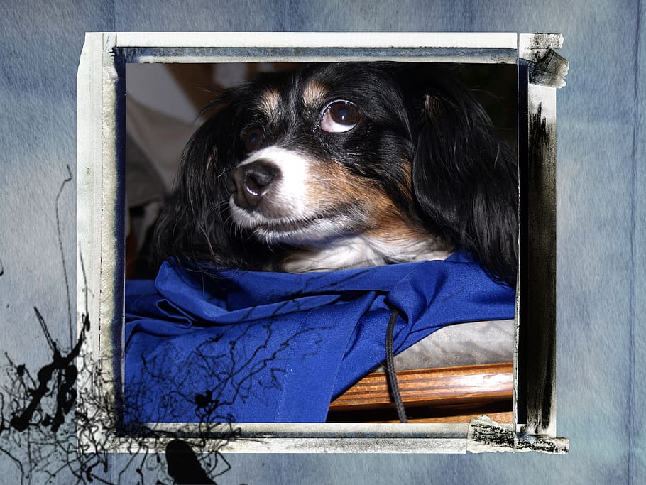 Small, Dog, Canine, Frame, Texture, splatter, splash, animal HD wallpaper