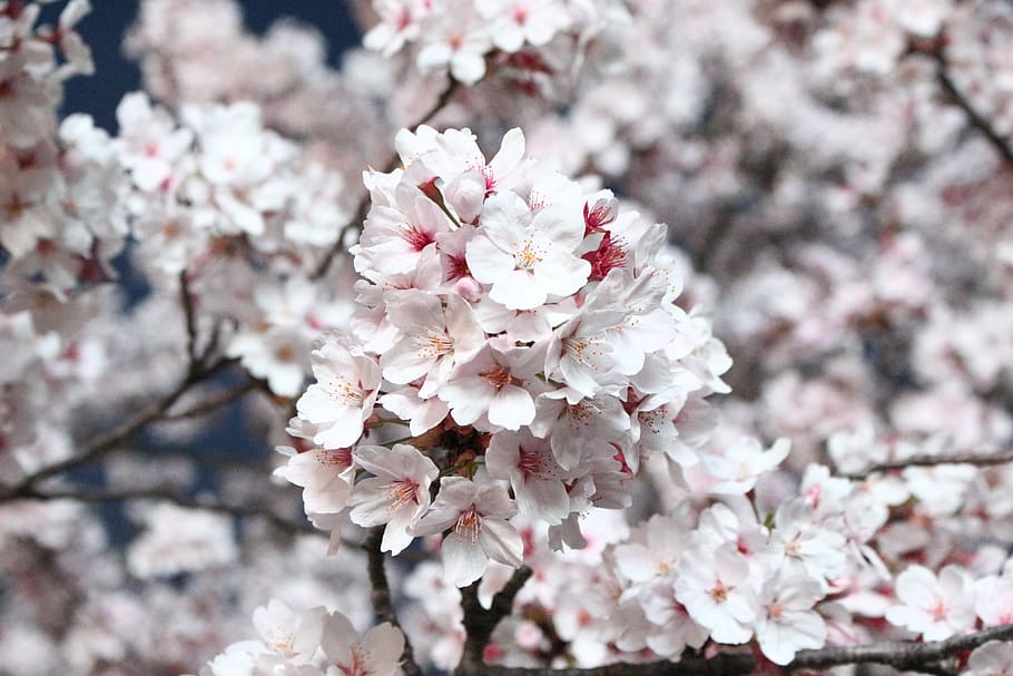 sakura, cherry blossom, cherry tree, flowers, wood, quarter HD wallpaper