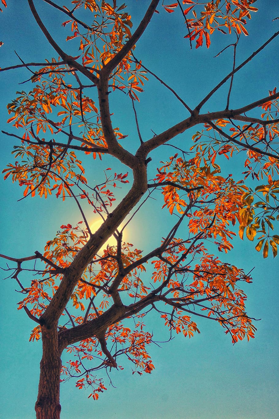 Tree Autumn South Africa Johannesburg 