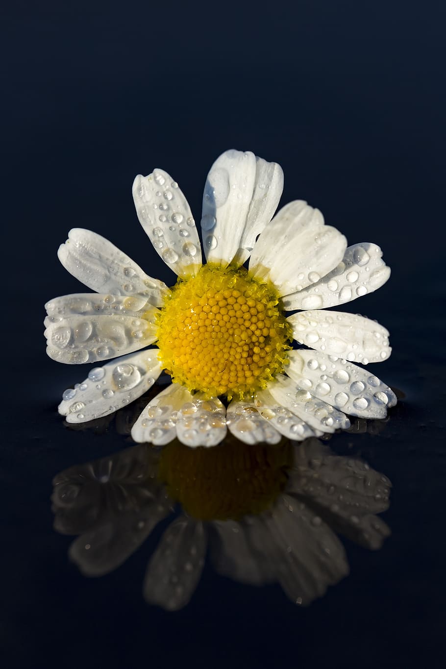 daisy, flower, water, drop, spring, garden, flowering, petal HD wallpaper