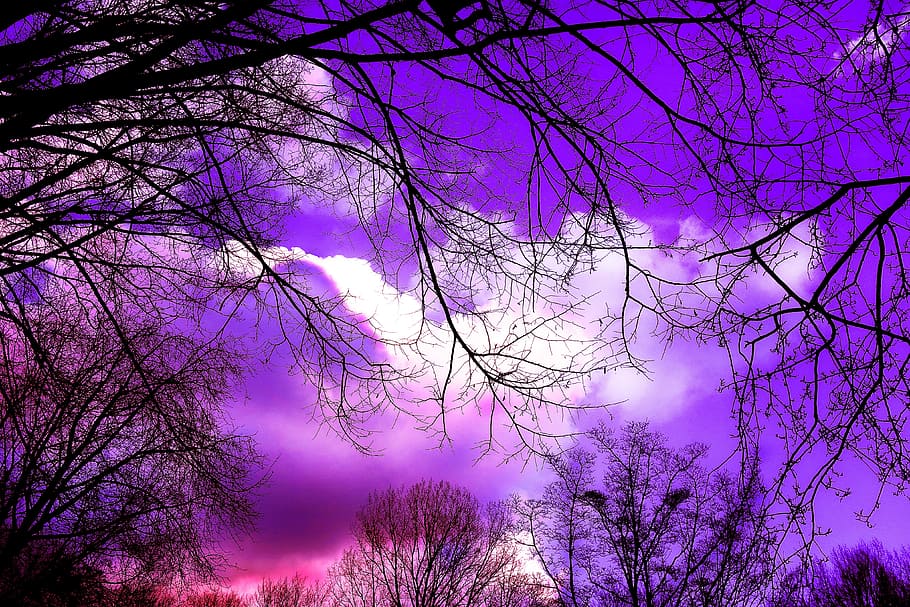 tree, branch, silhouette, tree silhouette, skies, clouds, pink skies HD wallpaper