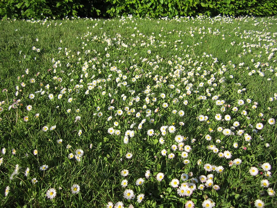 flowers, meadow, spring, flowering plant, beauty in nature HD wallpaper
