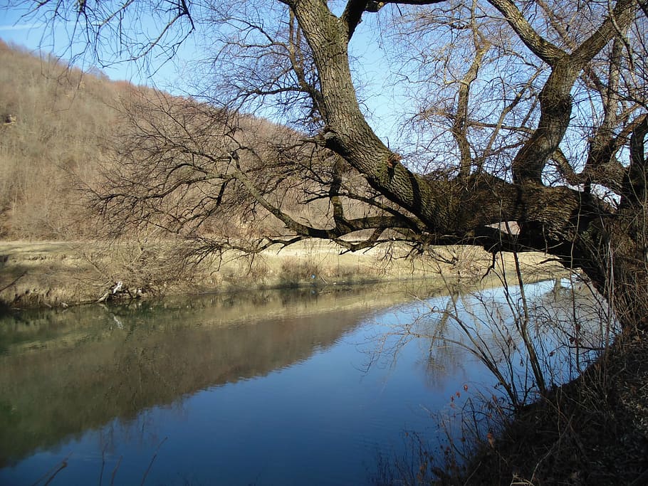 river, tree, landscape, wilderness, scenery, natural, outdoor HD wallpaper