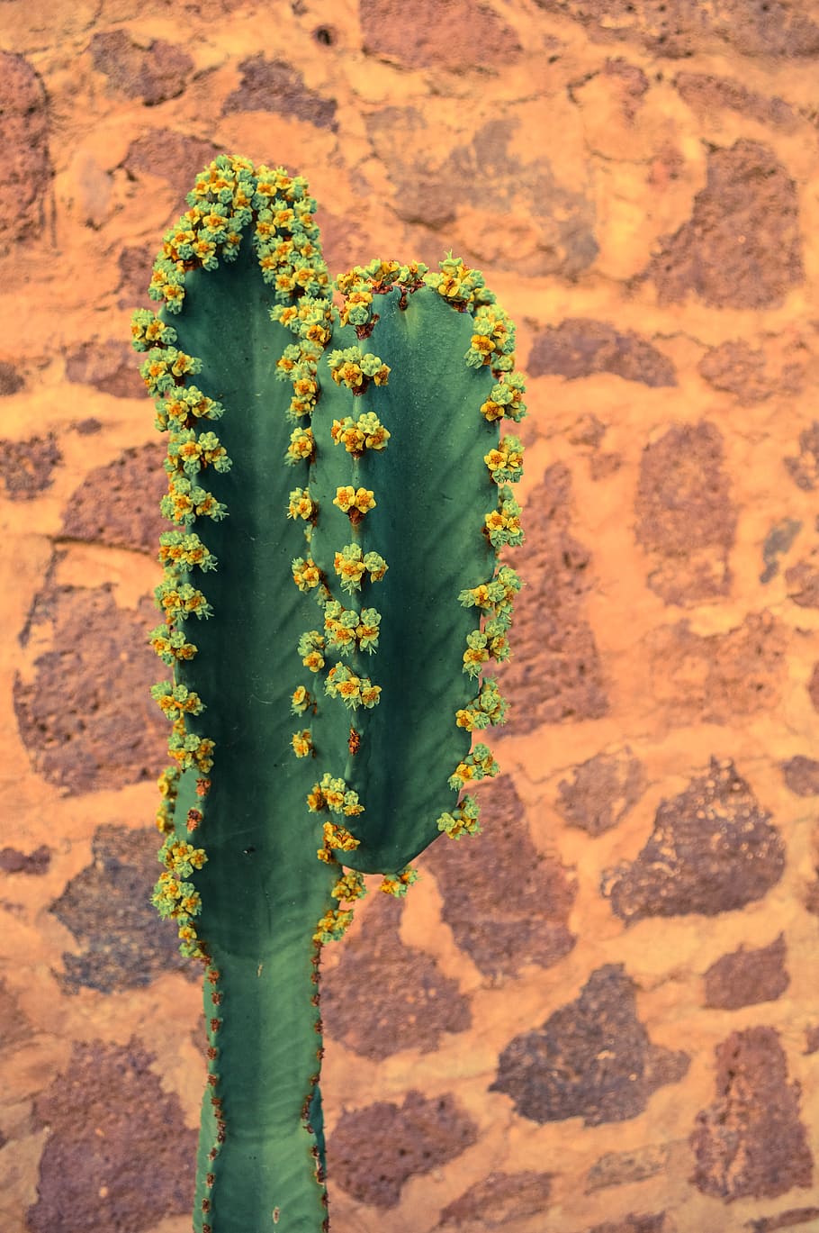selective focus photography of green cactus, mexico, brickwall HD wallpaper