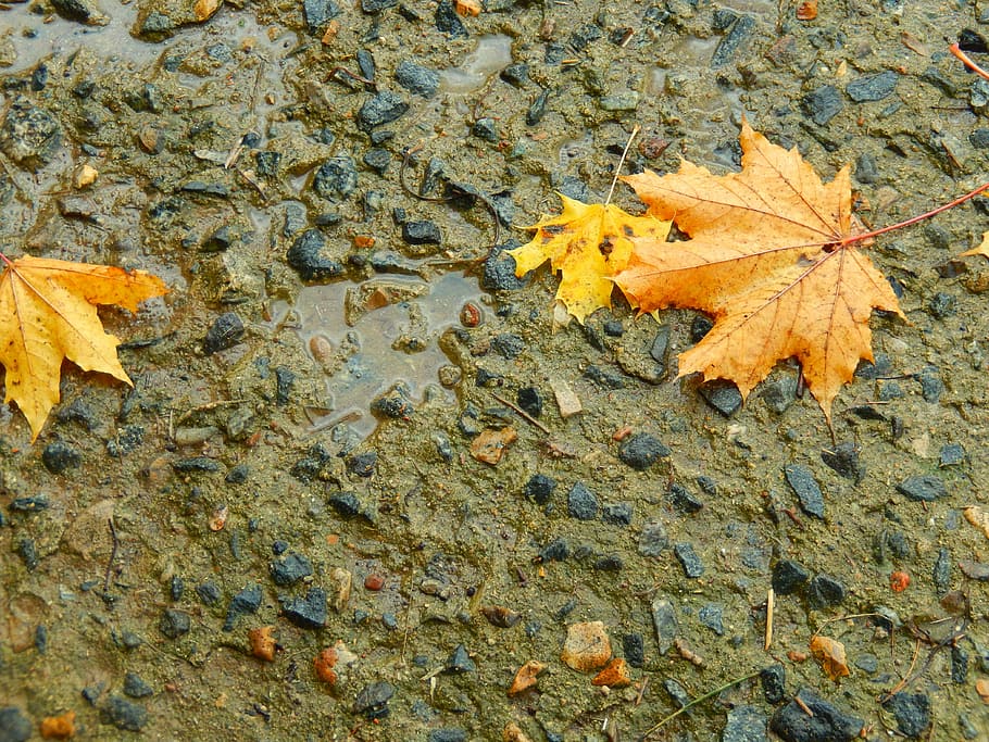 sheet, rain, autumn, leaf, plant part, change, day, nature HD wallpaper