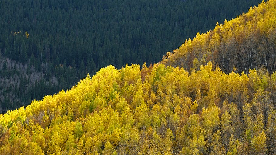 aerial photography of green leafed trees, aerial photography of forest HD wallpaper