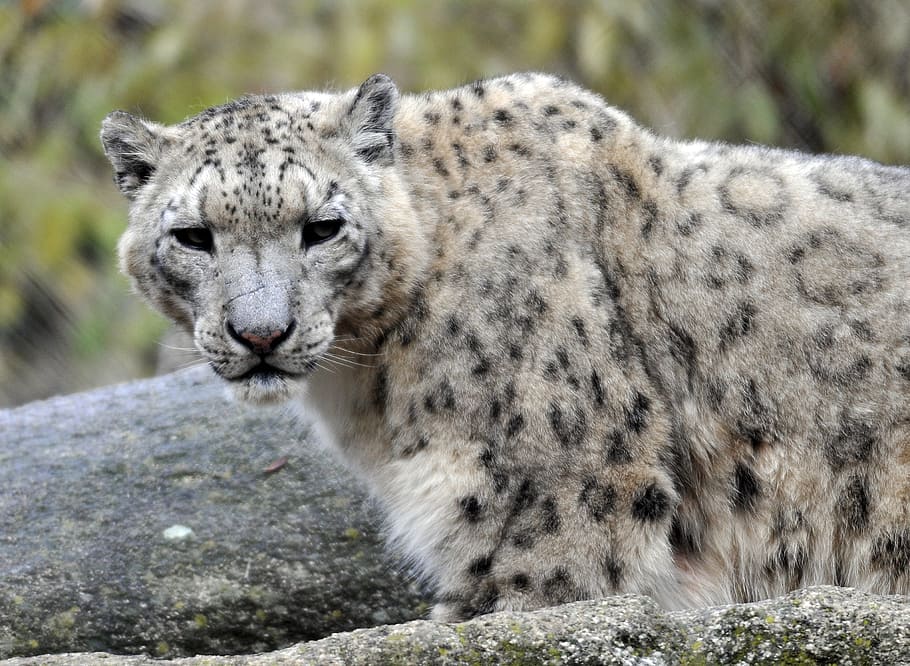 zoo, hellabrunn, snow leopard, animal wildlife, animals in the wild HD wallpaper