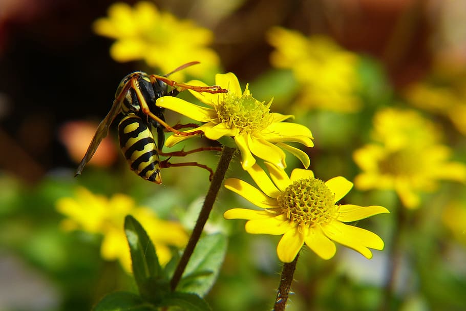 Wasp, Insect, Nature, Macro, yellow flower, close, leaves, plant HD wallpaper