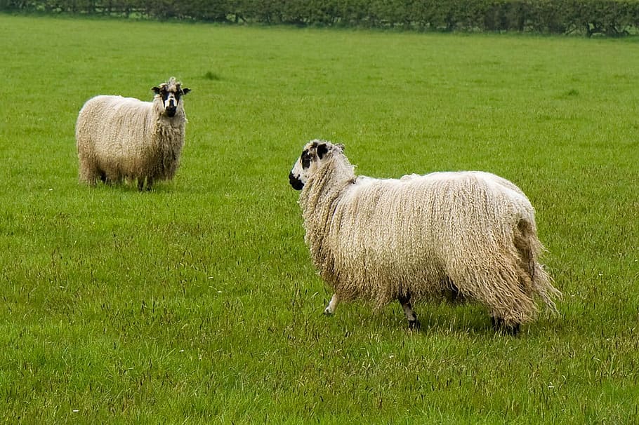 Sheep, Animals, Wool, Pasture, Grass, farm, agriculture, farmland HD wallpaper