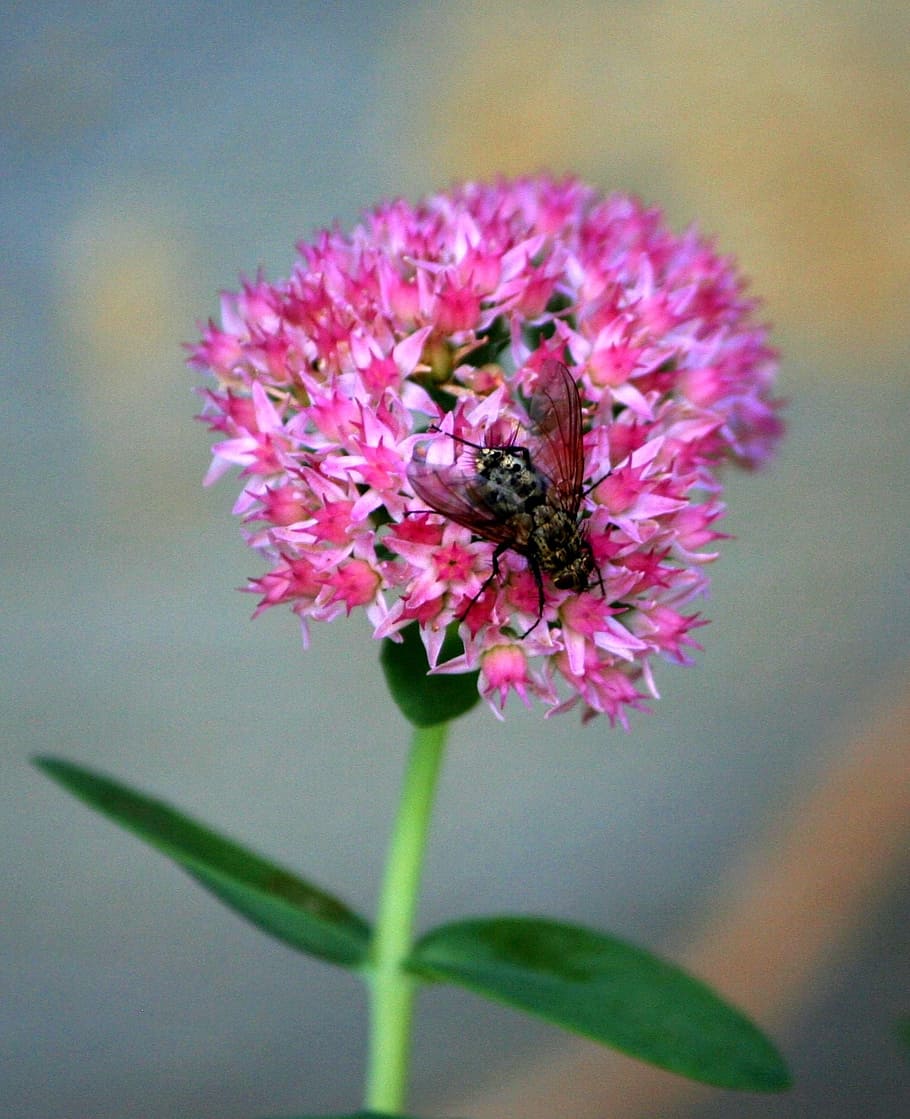 housefly, pest, insect, bug, pink flowers, pesticide, antenna HD wallpaper