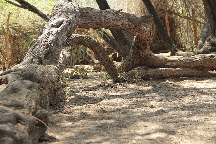 trunk, nature, tree, wood, outdoors, forest, plant, land, day HD wallpaper