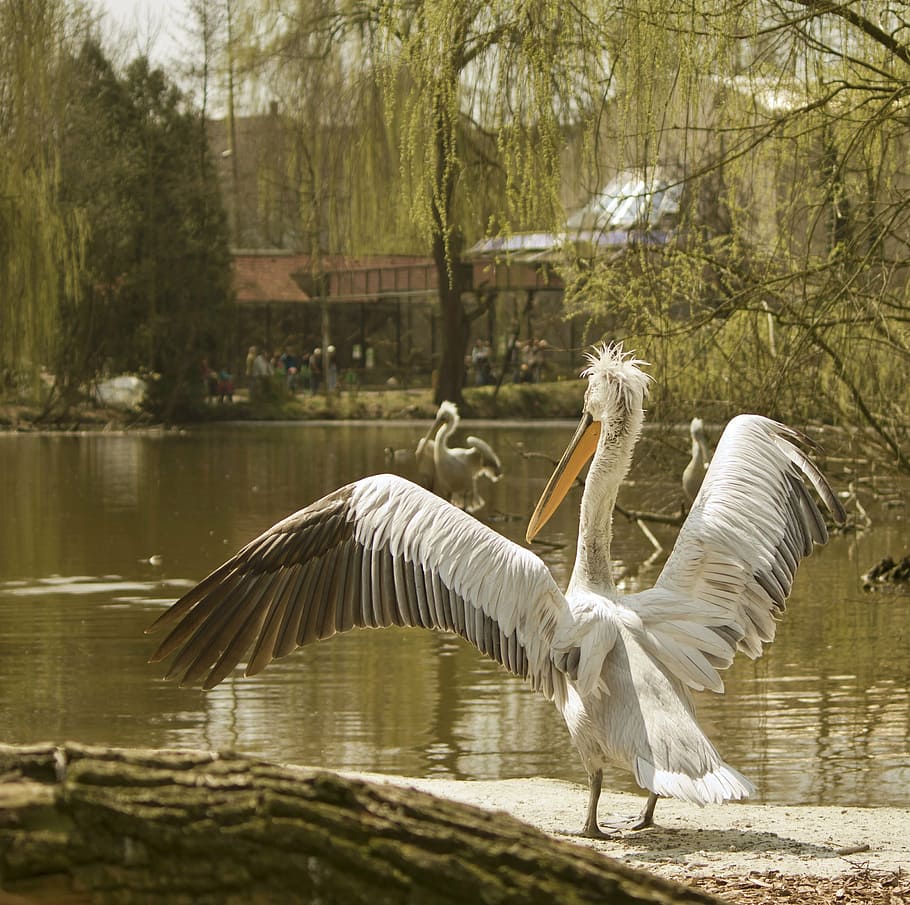 departure, rev up, use, bird, animals in the wild, animal wildlife HD wallpaper