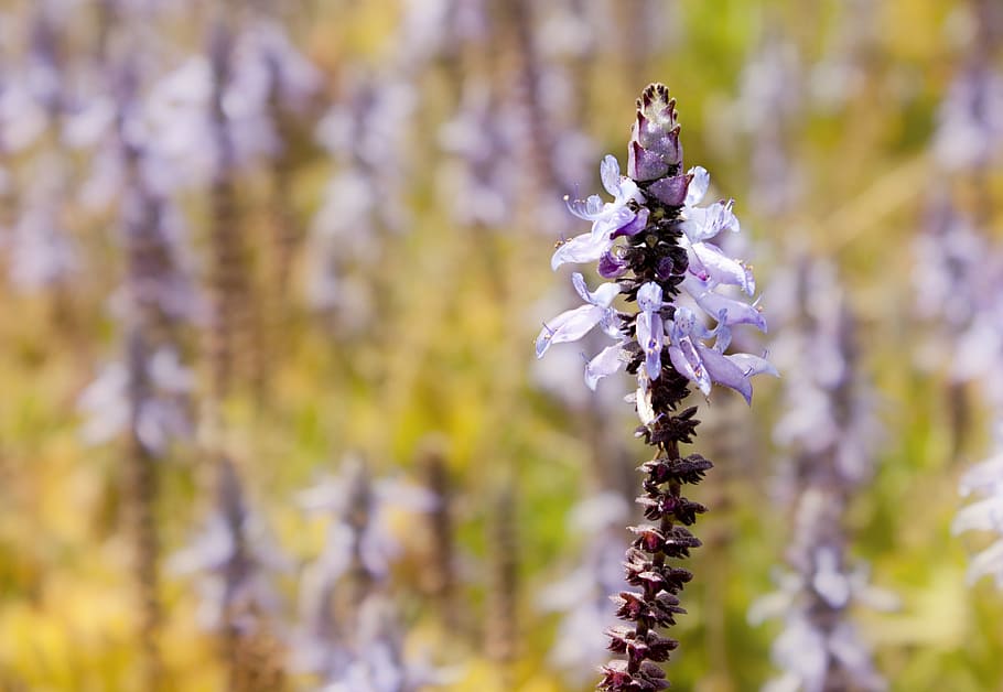 bloom, violet, spring, natural, flower, flowering plant, vulnerability HD wallpaper
