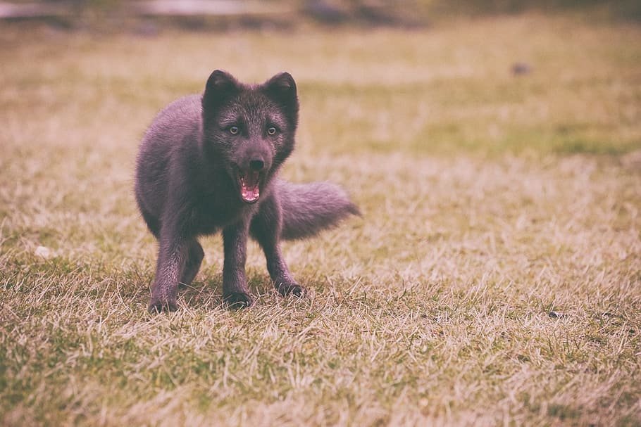 medium-coated black dog playing on green field, wildlife photography of medium-coated gray animal on green grass field HD wallpaper