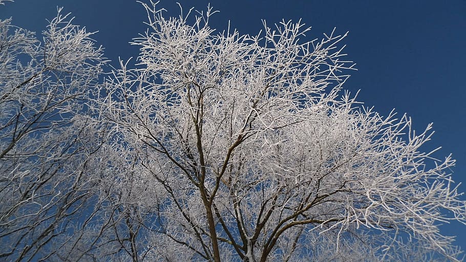 winter, snow, wintry, white, tree, cold, landscape, nature HD wallpaper