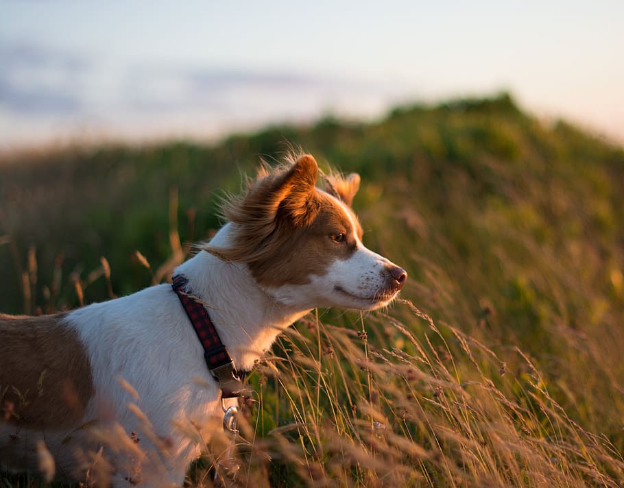 short-coated brown and white dog on green grass at golden hour HD wallpaper